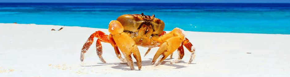 Crabe à Koh Tachai